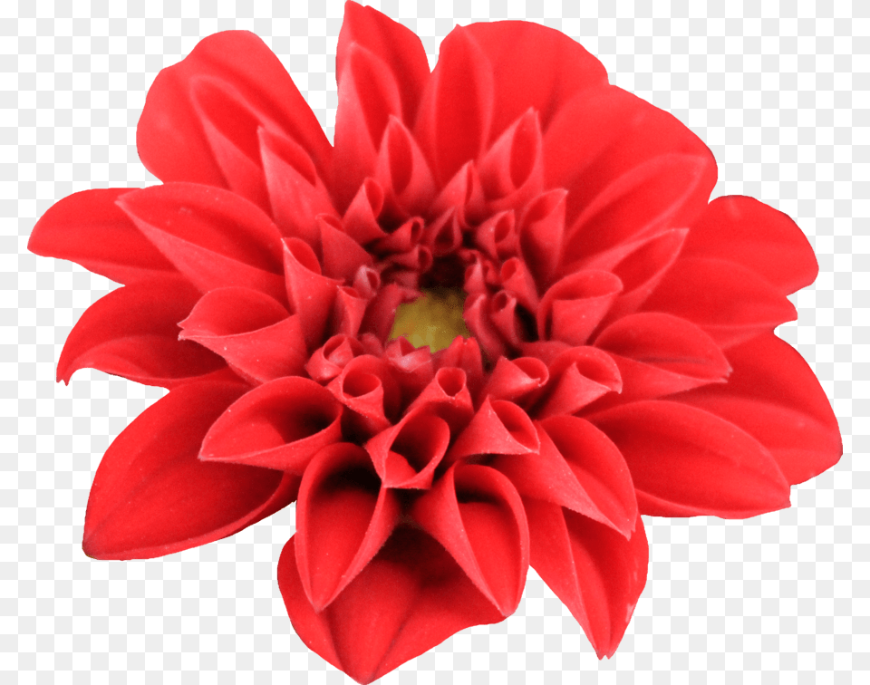 Dahlia Open, Flower, Plant, Rose Png Image