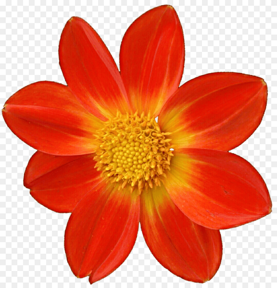 Dahlia Orange, Daisy, Flower, Petal, Plant Png Image