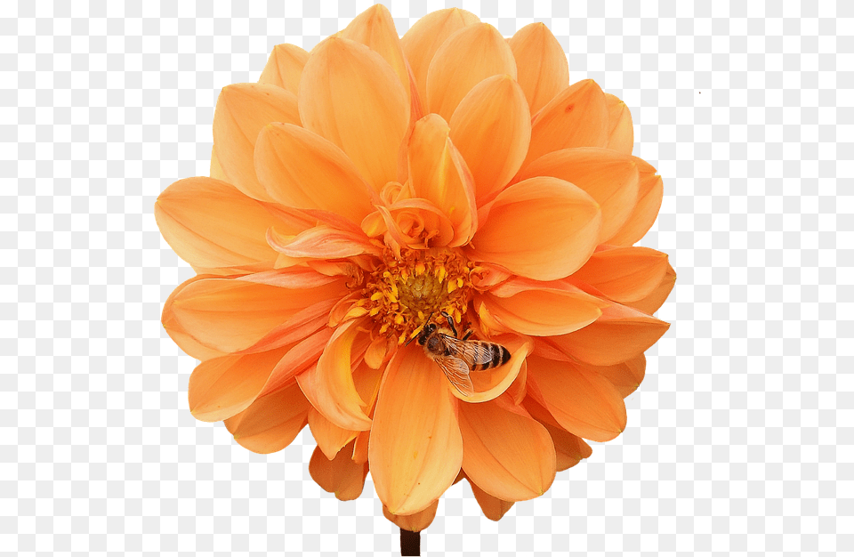 Dahlia Orange, Plant, Flower, Animal, Apidae Free Png Download