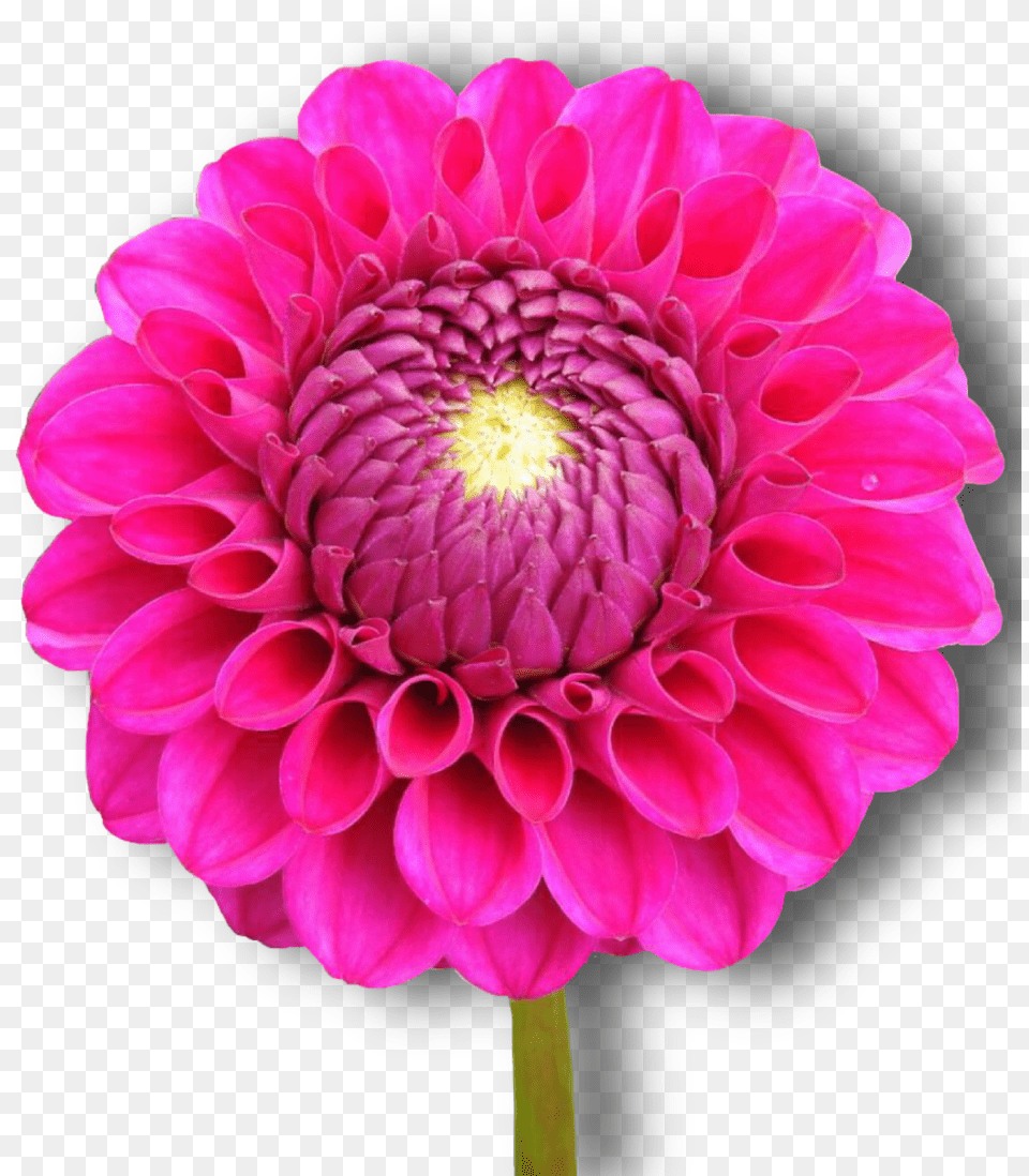 Dahlia Pink Flower Isolated Dahlia, Plant, Rose, Daisy Free Transparent Png