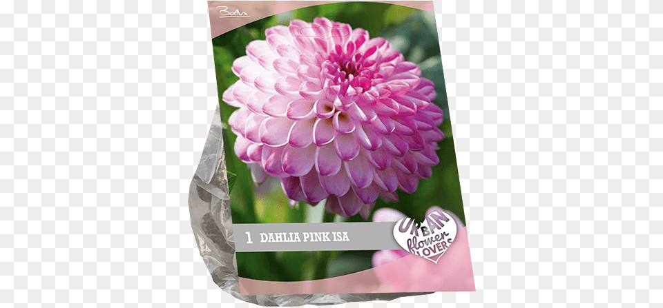 Dahlia Pink Isa Per 1 Urban Flowers Dahlia, Flower, Plant, Petal Png Image