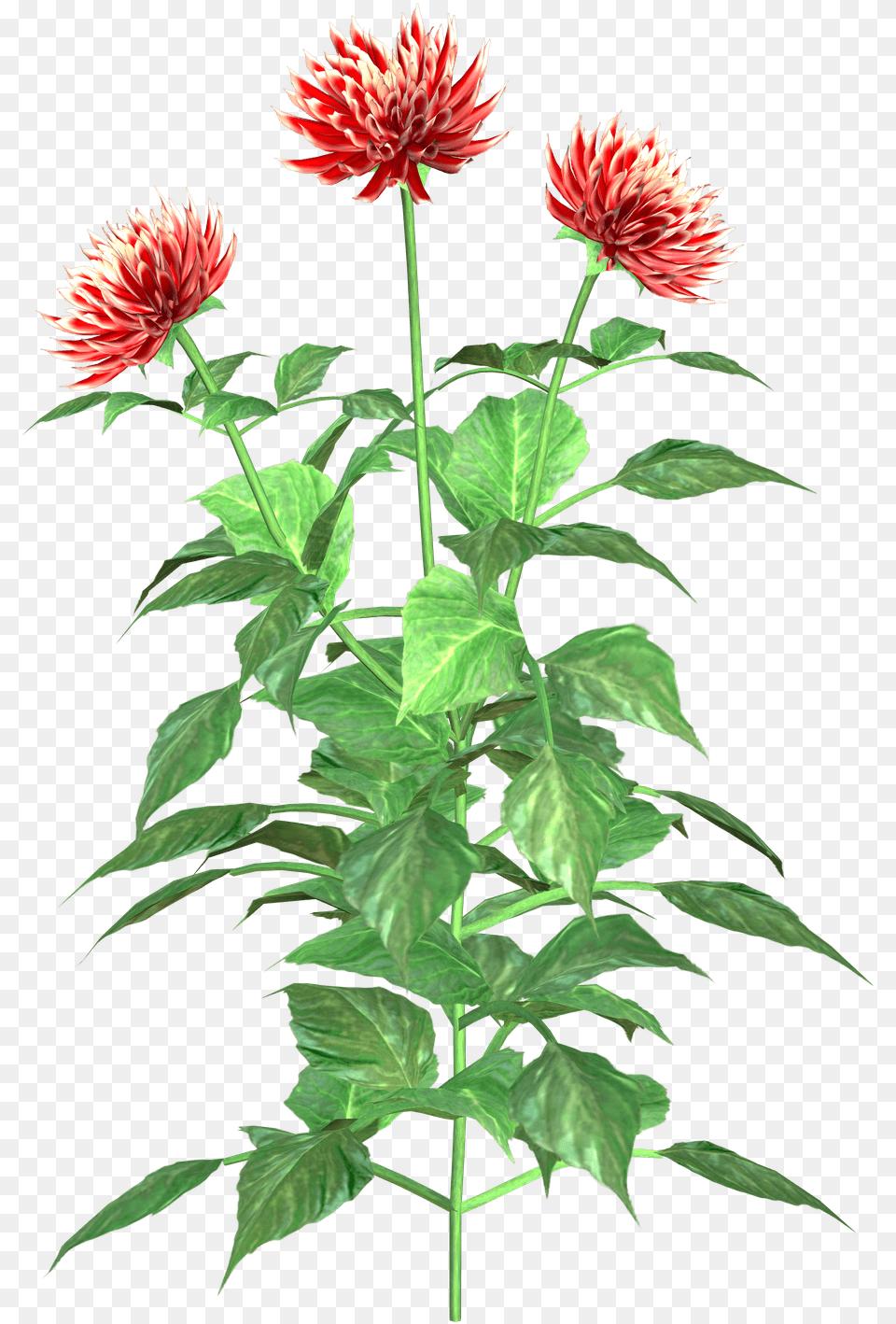 Dahlia Plant Clipart, Flower, Acanthaceae Free Png