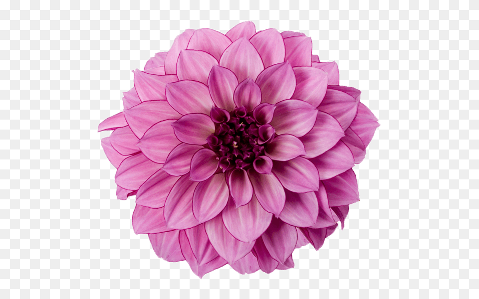 Dahlia Purple, Flower, Plant Png