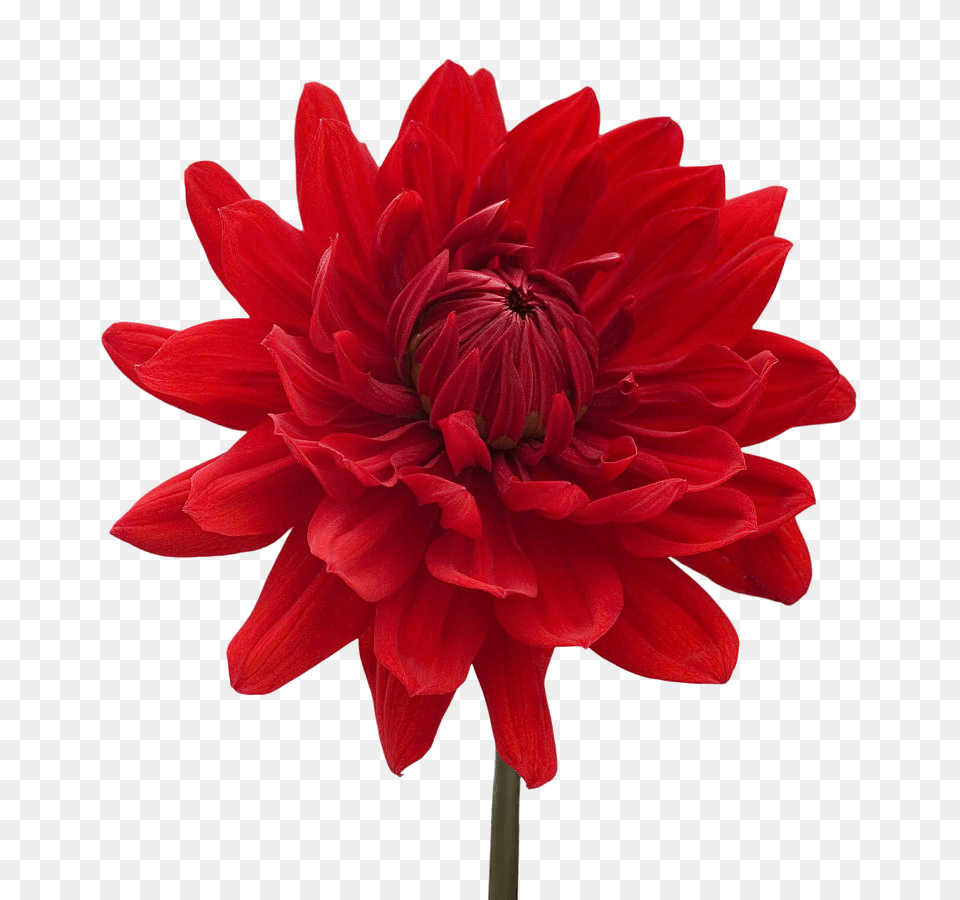Dahlia Red, Flower, Plant Png Image