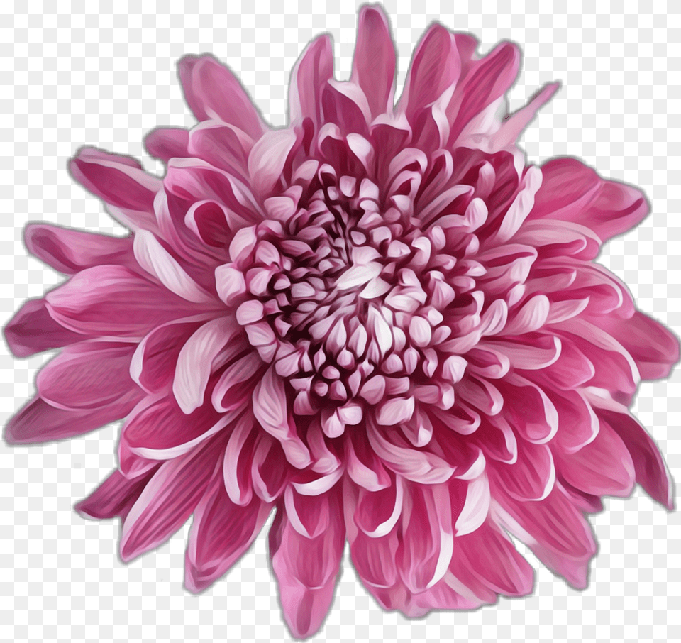 Dahlia Cartoon Jingfm Dahlia, Flower, Plant, Daisy Free Transparent Png
