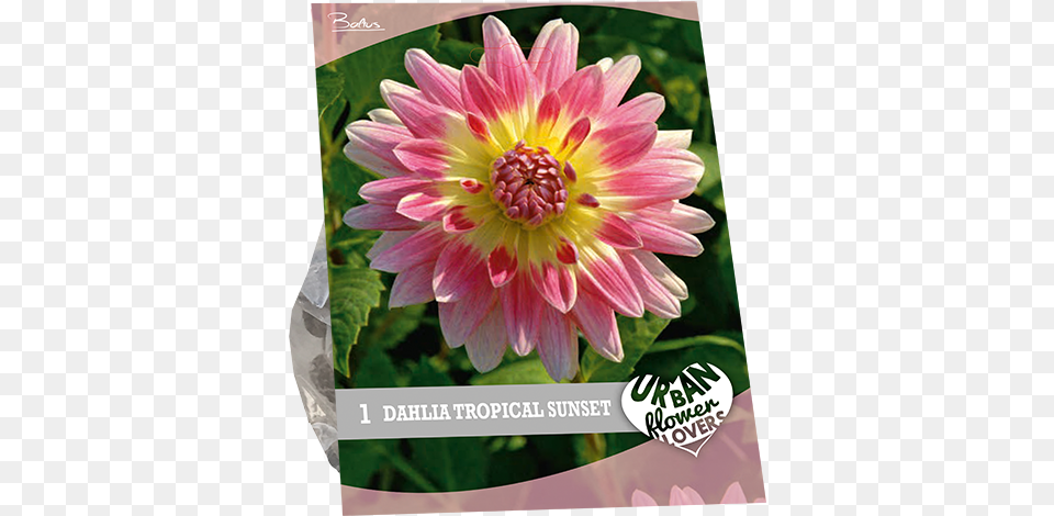 Dahlia Tropical Sunset, Flower, Plant, Daisy Free Transparent Png