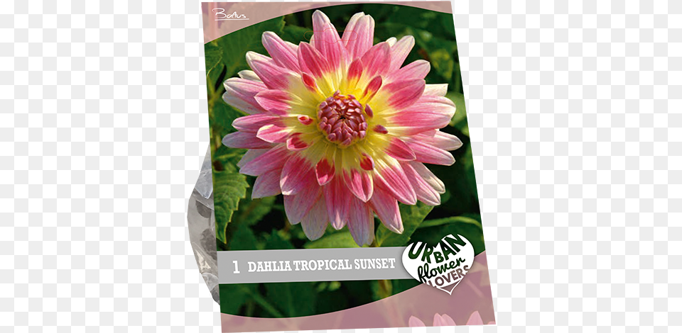 Dahlia Tropical Sunset Per 1 Urban Flowers Dahlia, Flower, Plant, Daisy Free Transparent Png