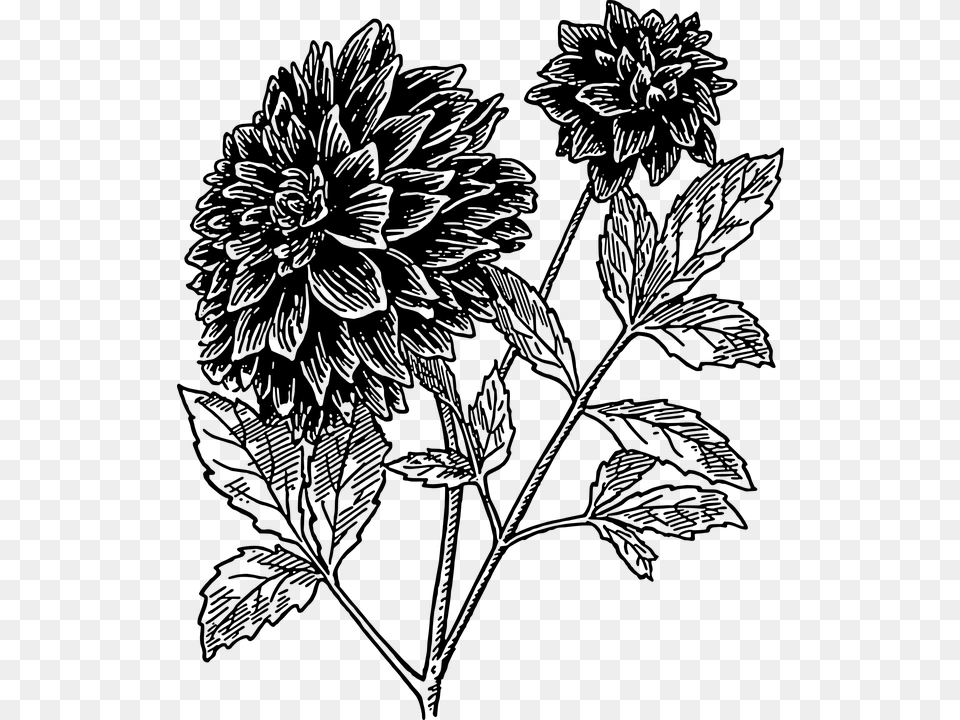 Dahlia Vector Line Drawing Dahlia Flower, Gray Free Png Download