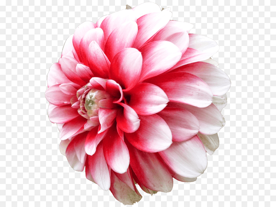 Dahlia White Pink, Flower, Plant, Rose, Petal Png