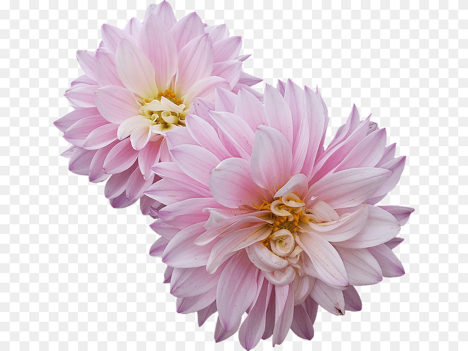 Dahlias Dahlia, Flower, Plant, Petal Free Transparent Png