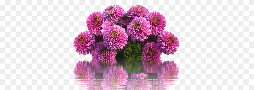 Dahlias Dahlia, Flower, Plant, Purple Png