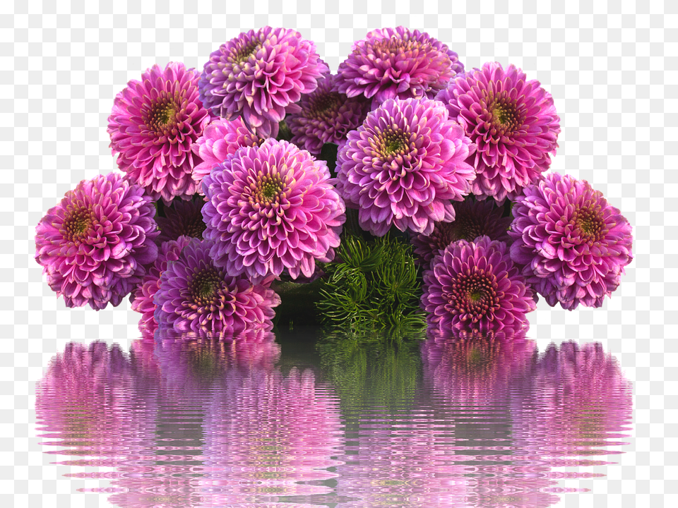 Dahlias Dahlia, Flower, Plant, Purple Free Png Download