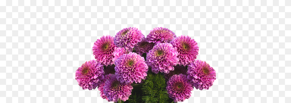 Dahlias Dahlia, Flower, Plant, Daisy Free Png