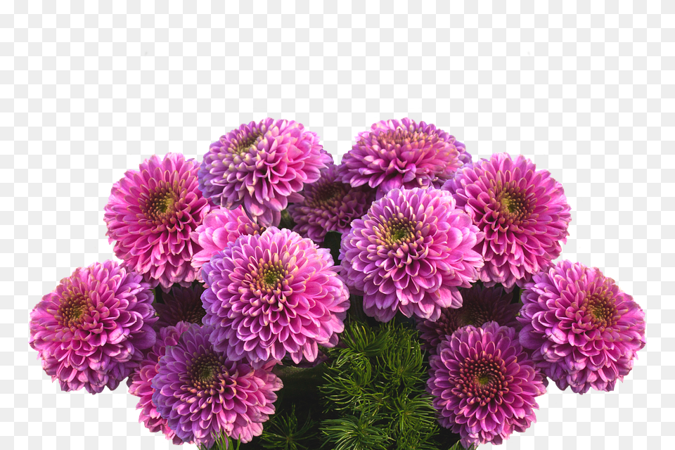 Dahlias Dahlia, Flower, Plant, Daisy Png