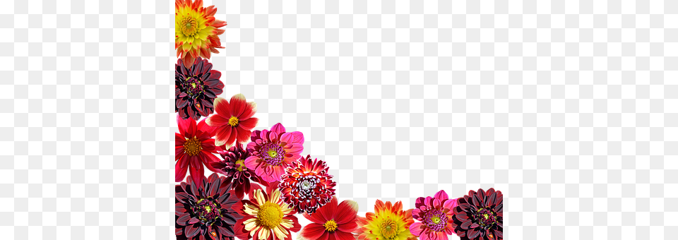 Dahlias Plant, Dahlia, Daisy, Flower Png Image