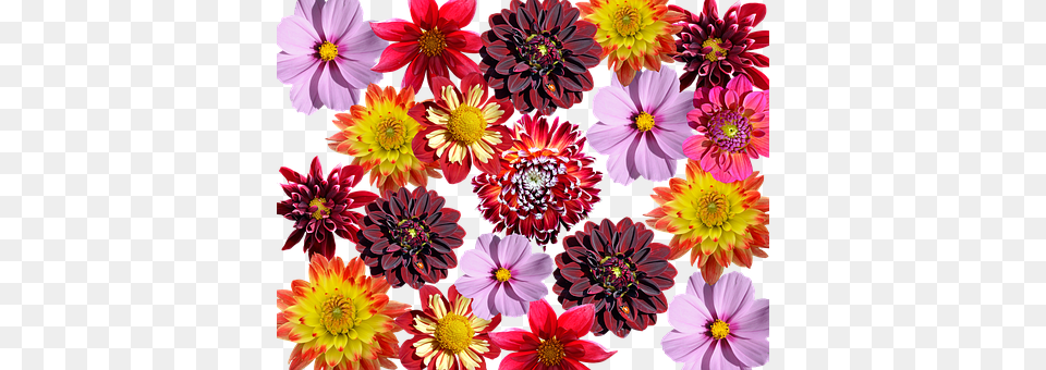 Dahlias Dahlia, Daisy, Flower, Plant Free Png