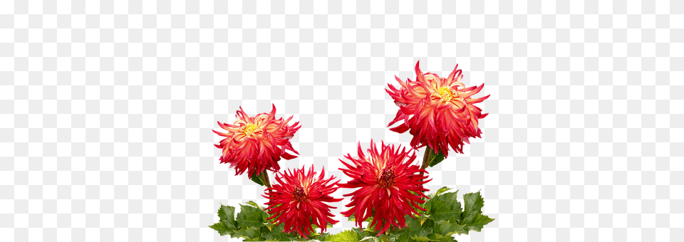 Dahlias Dahlia, Flower, Plant, Daisy Free Png