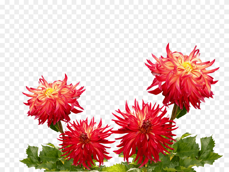 Dahlias Dahlia, Flower, Petal, Plant Free Png