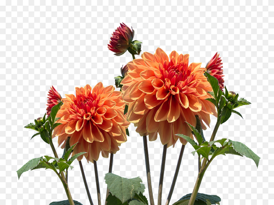 Dahlias Dahlia, Flower, Plant Png Image
