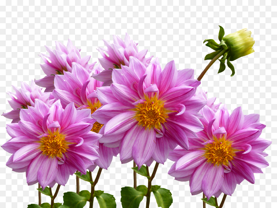 Dahlias Dahlia, Daisy, Flower, Plant Png Image