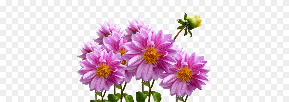 Dahlias Dahlia, Flower, Plant, Daisy Png Image