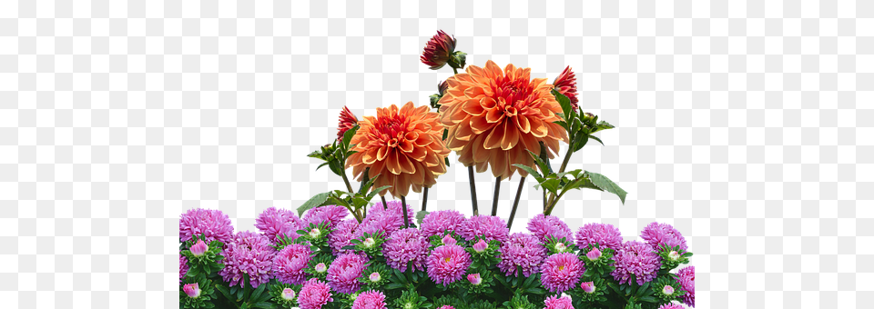 Dahlias Dahlia, Flower, Plant, Flower Arrangement Free Transparent Png