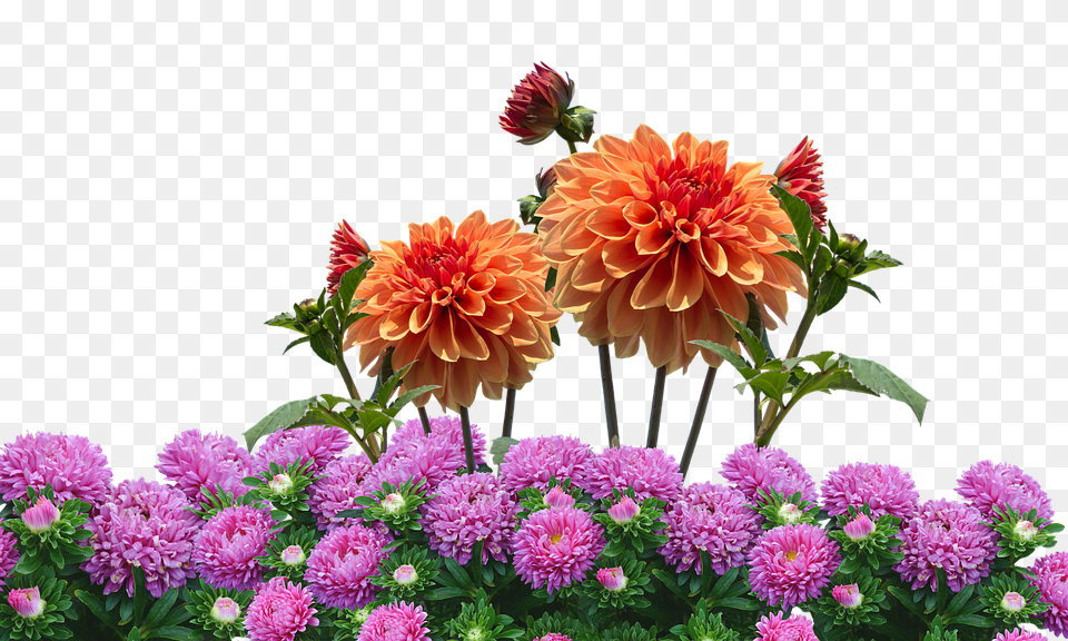 Dahlias Dahlia, Flower, Flower Arrangement, Plant Png