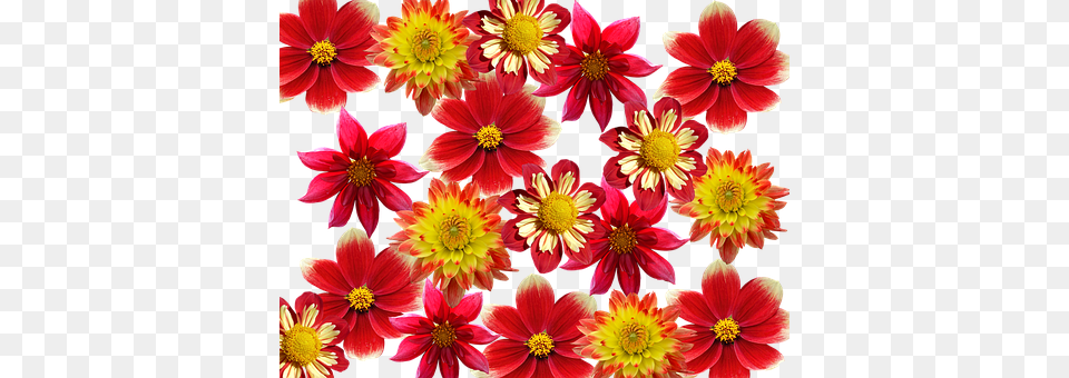 Dahlias Dahlia, Daisy, Flower, Petal Free Transparent Png