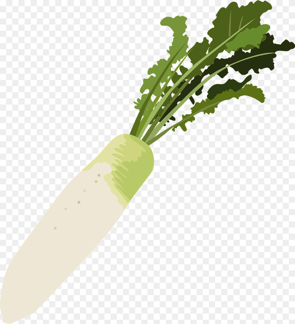 Daikon Vegetable Clipart, Food, Produce, Plant, Radish Png