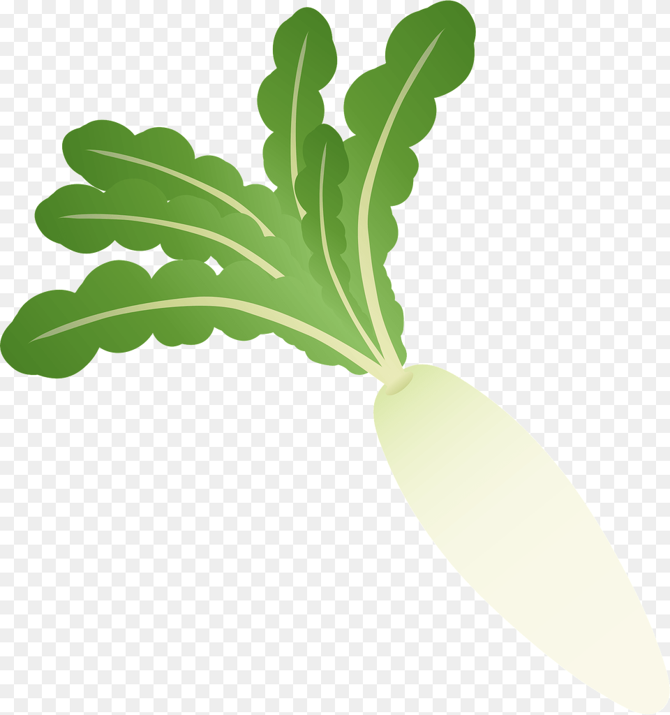 Daikon Vegetable Clipart, Food, Plant, Produce, Radish Png