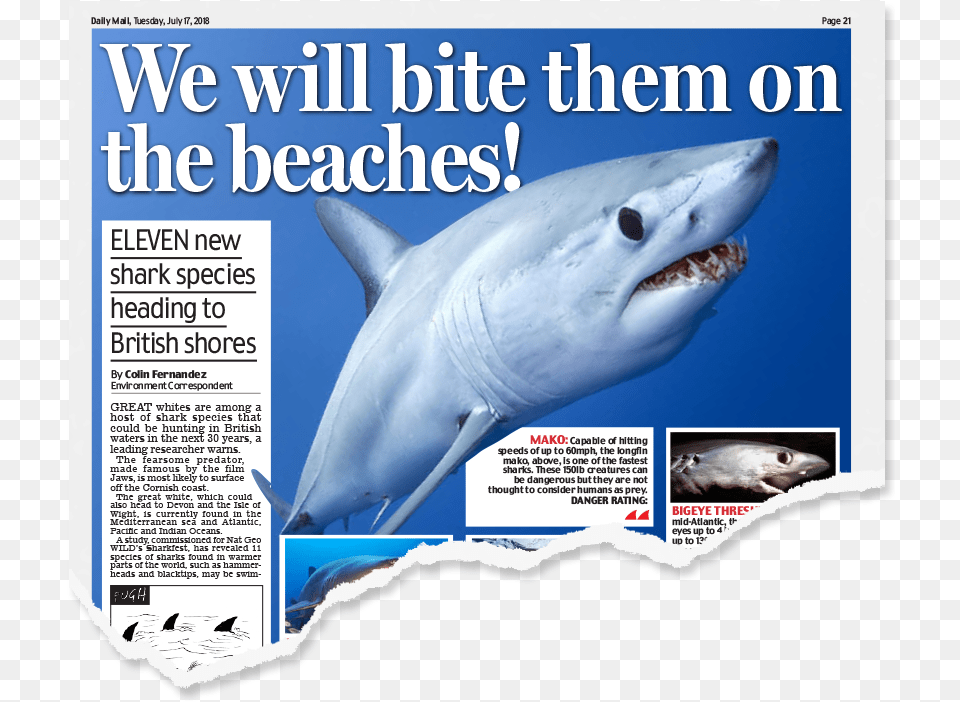 Daily Mail, Animal, Fish, Sea Life, Shark Png