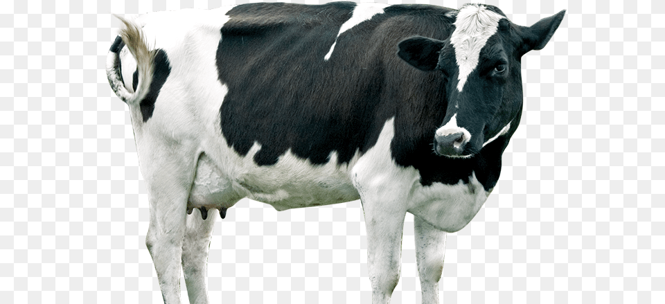 Dairy Cattle, Animal, Cow, Livestock, Mammal Free Png