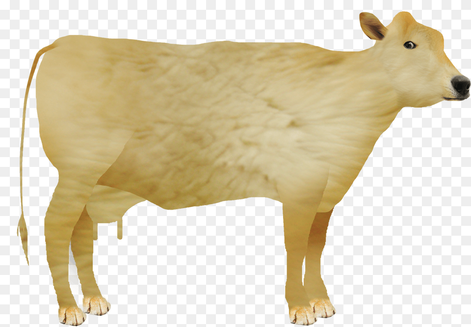 Dairy Cattle Animal Figure Cow Goat Family Dairy Cow, Livestock, Mammal, Bear, Bull Free Transparent Png