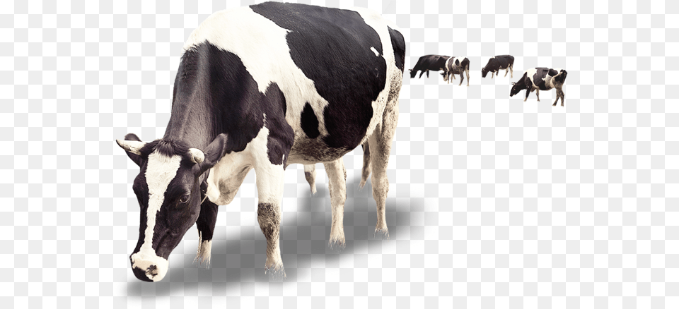 Dairy Cattle Milk Calf Dairy Cattle Cow And Calf, Animal, Livestock, Mammal, Dairy Cow Free Transparent Png