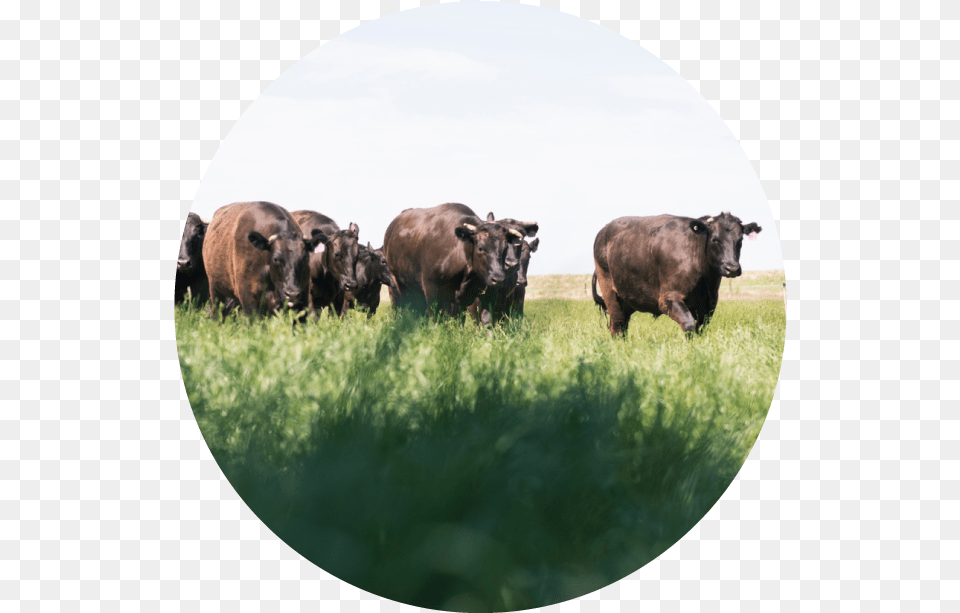 Dairy Cattle Sessions, Animal, Bull, Mammal, Grassland Png