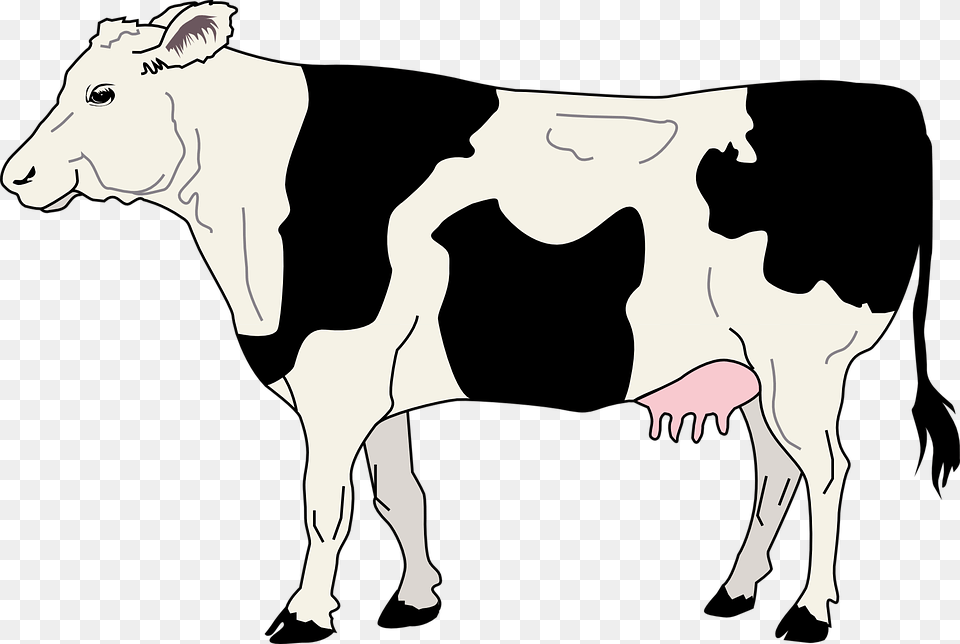 Dairy Clipart Cows Milk, Animal, Cattle, Cow, Dairy Cow Png Image