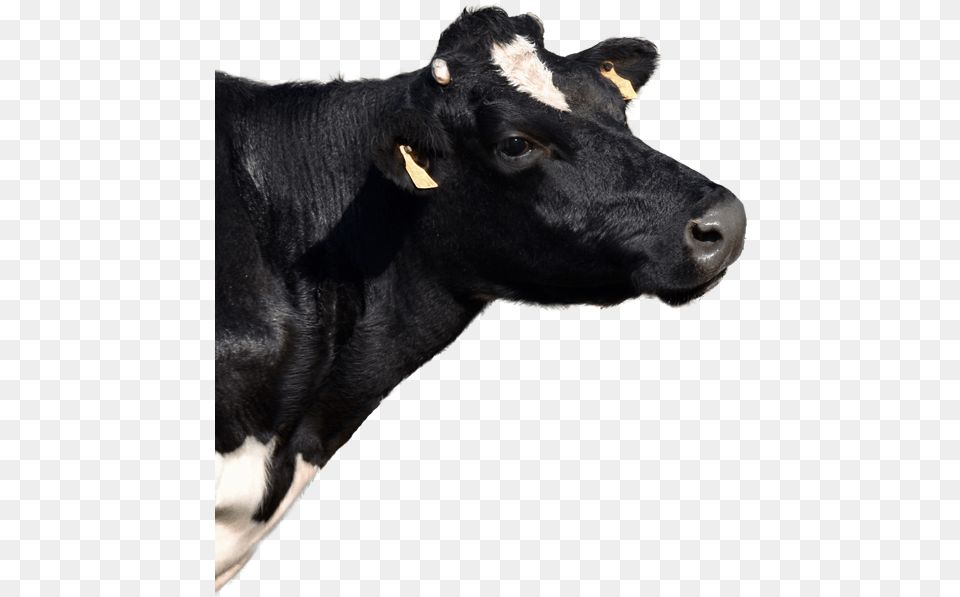 Dairy Cow, Animal, Cattle, Dairy Cow, Livestock Free Png