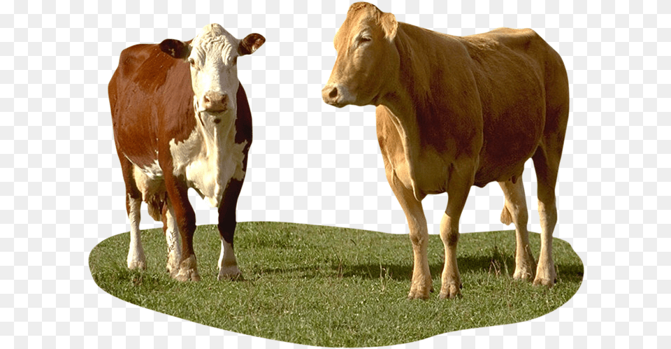 Dairy Cow, Animal, Cattle, Livestock, Mammal Png