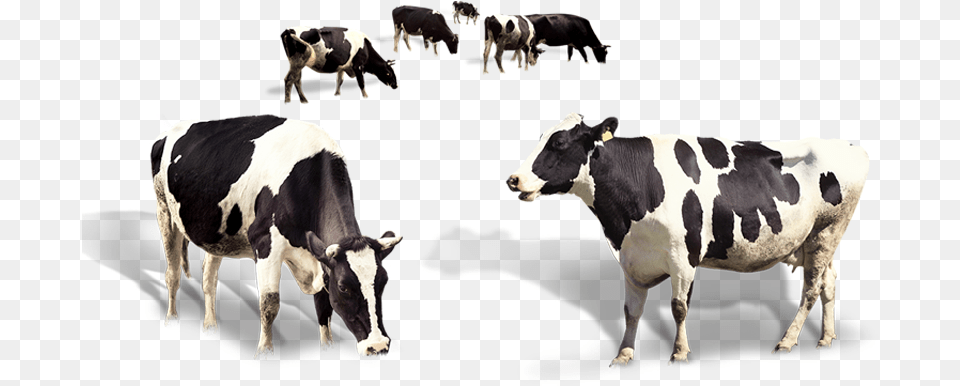 Dairy Cow, Animal, Cattle, Dairy Cow, Livestock Png