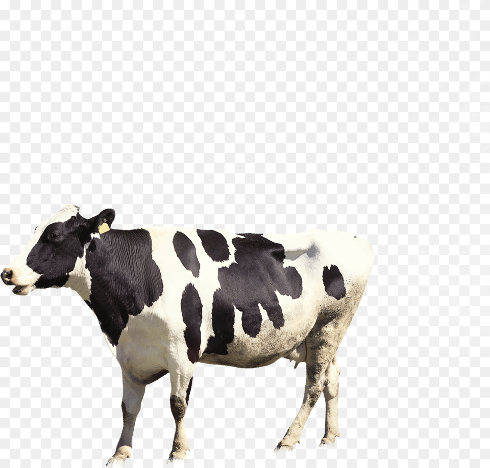 Dairy Cow, Animal, Cattle, Dairy Cow, Livestock Png