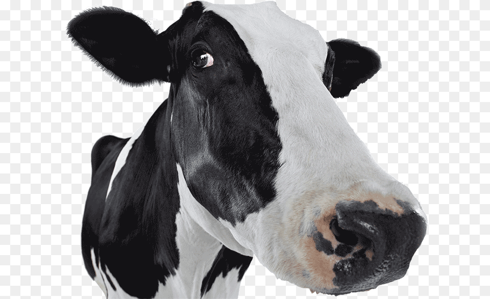 Dairy Cow, Animal, Cattle, Dairy Cow, Livestock Png Image