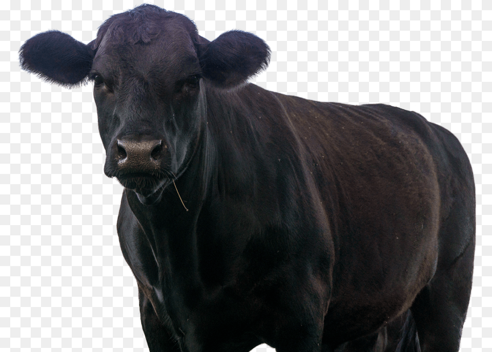 Dairy Cow, Angus, Animal, Bull, Cattle Free Png Download