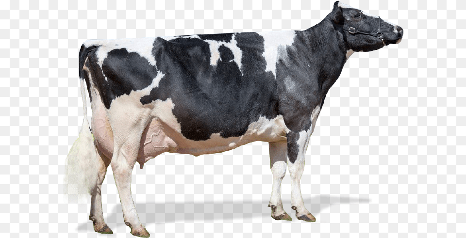 Dairy Cow, Animal, Cattle, Dairy Cow, Livestock Png