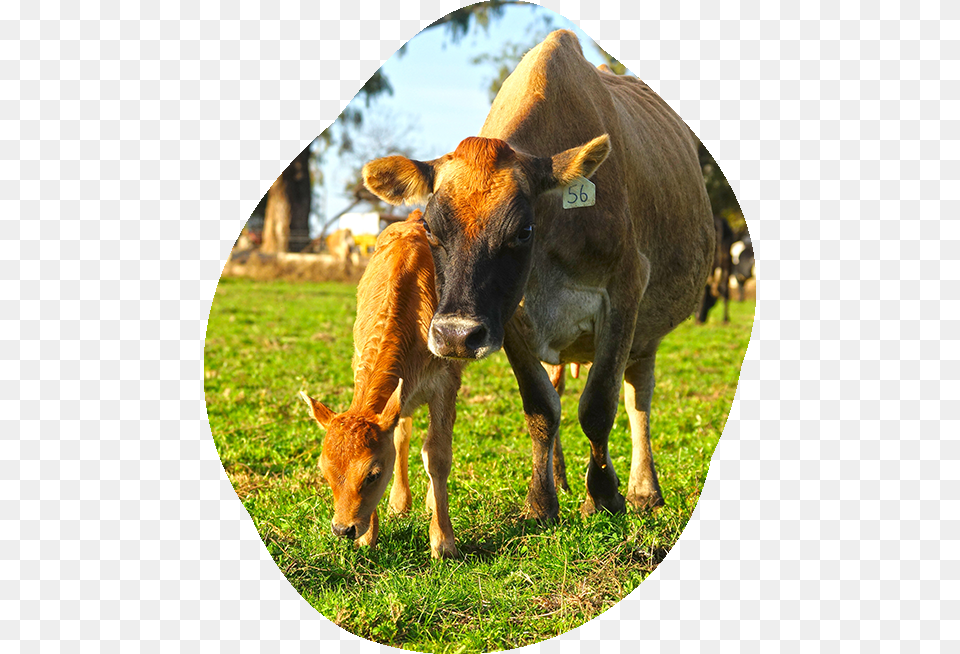 Dairy Cow, Animal, Cattle, Livestock, Mammal Free Png