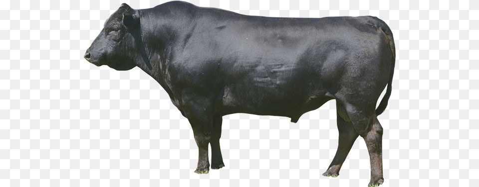 Dairy Cow, Angus, Animal, Bull, Cattle Free Png Download