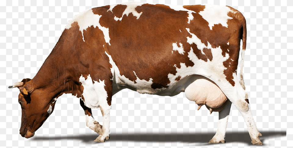 Dairy Cow 2015, Animal, Cattle, Dairy Cow, Livestock Free Transparent Png