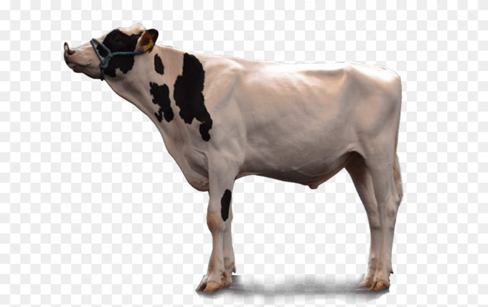 Dairy Cow, Animal, Cattle, Dairy Cow, Livestock Free Transparent Png