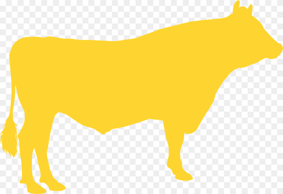 Dairy Cow, Animal, Bull, Mammal, Cattle Free Png Download