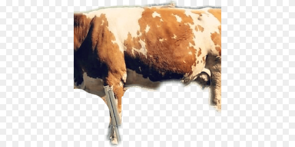 Dairy Cow, Livestock, Animal, Cattle, Dairy Cow Free Png