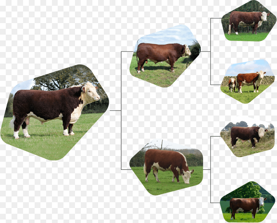 Dairy Cow, Animal, Bull, Mammal, Cattle Free Png